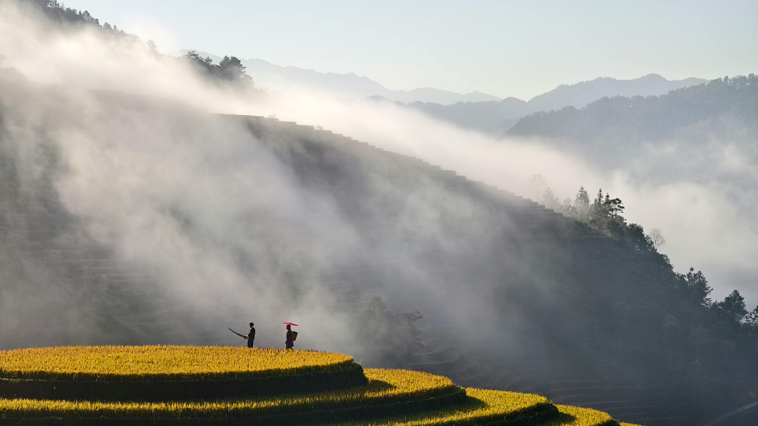 terraced rice field scaled