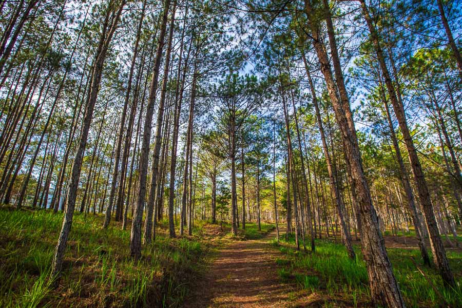 Da Lat Pine Trees Vietnam Tourism