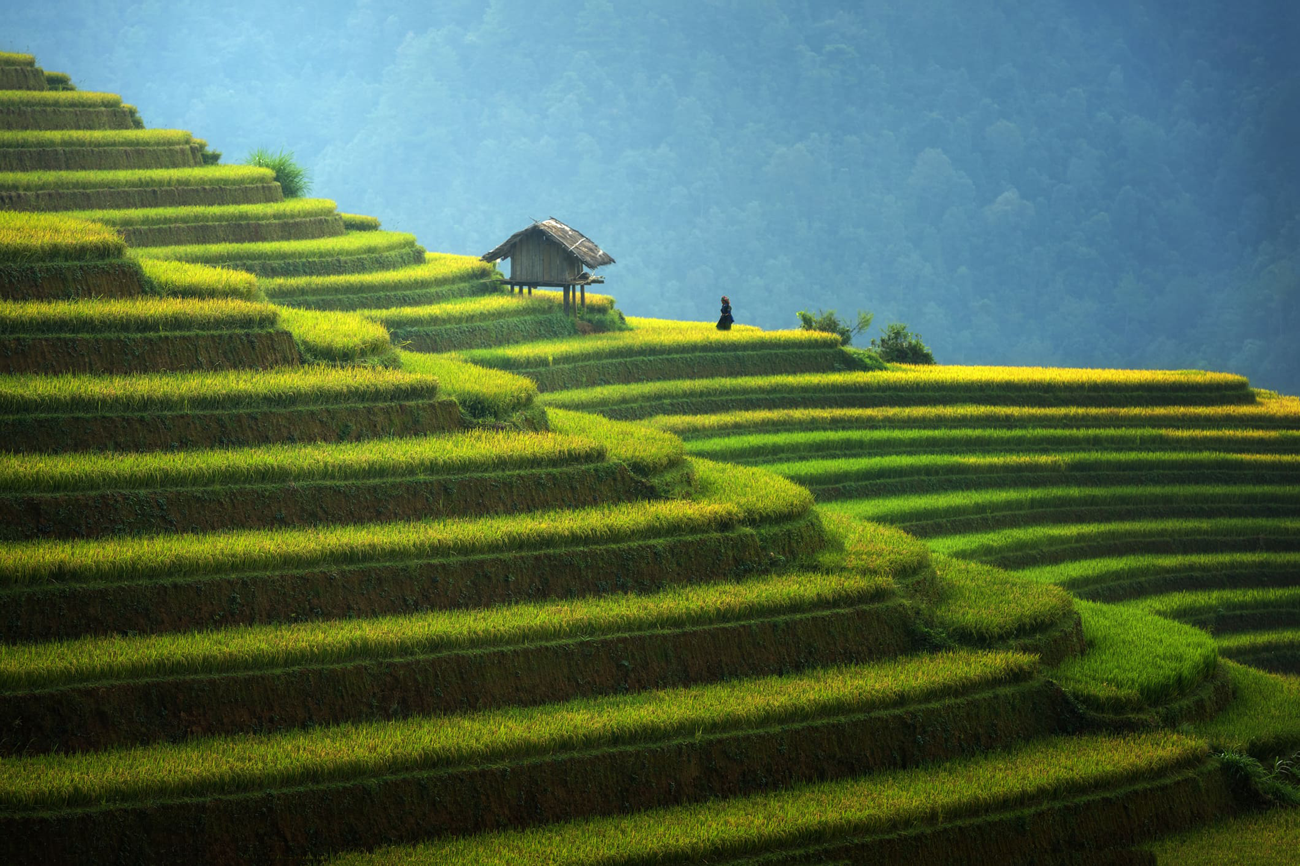Sapa