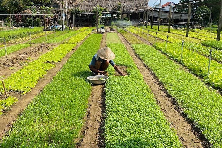Gardener is harvesting vegetables