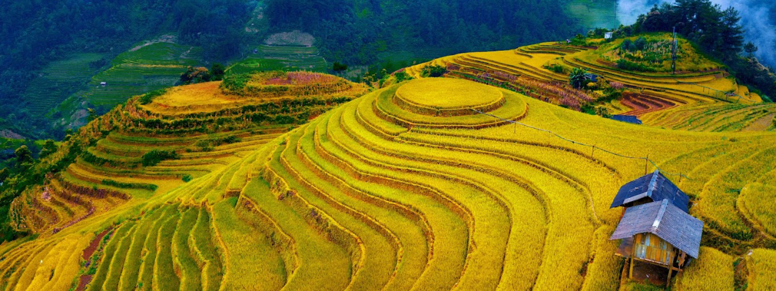 Sapa
