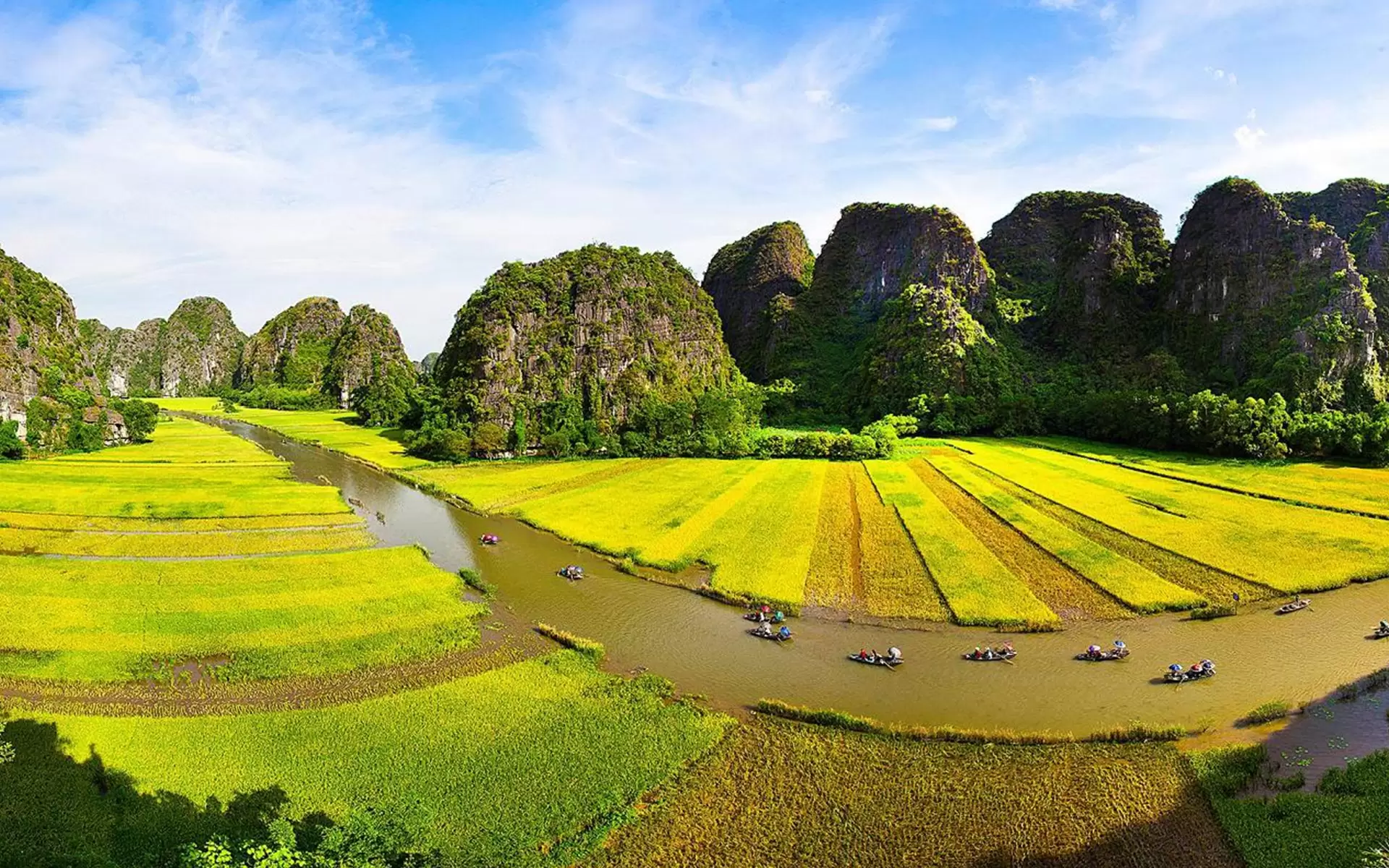 rice fields in ninh binh.jpg